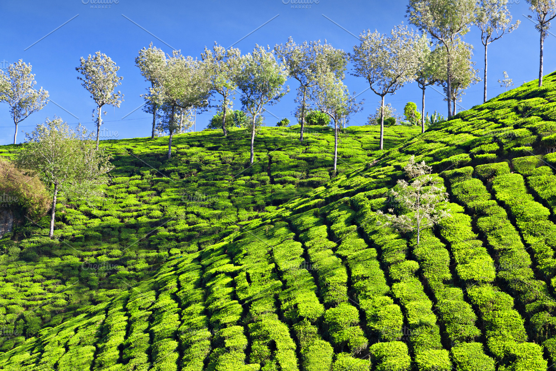 Tea plantation, a Photo by saiko3p