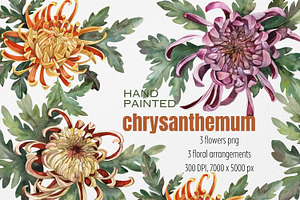 Watercolor flowers Chrysanthemum
