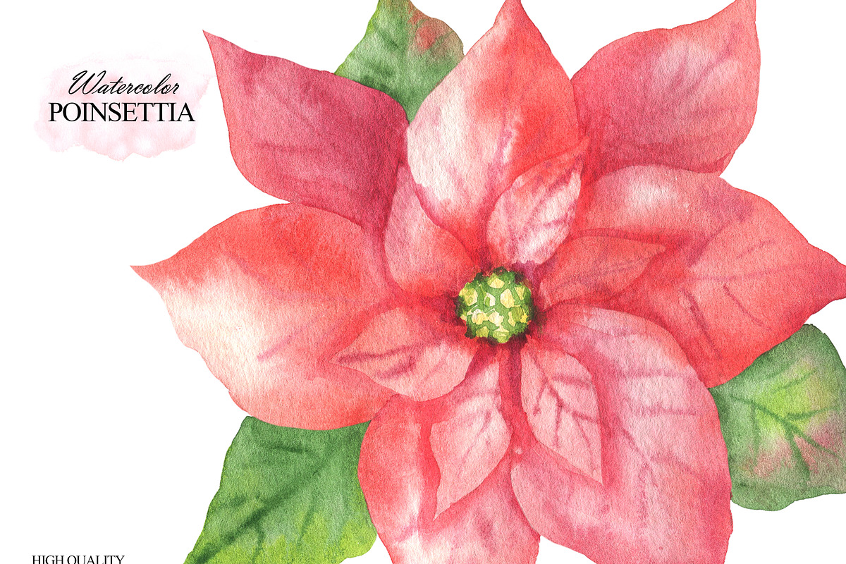 Watercolor poinsettia clipart, an Illustration by OlDm_Shop (Photo 4 of 10)