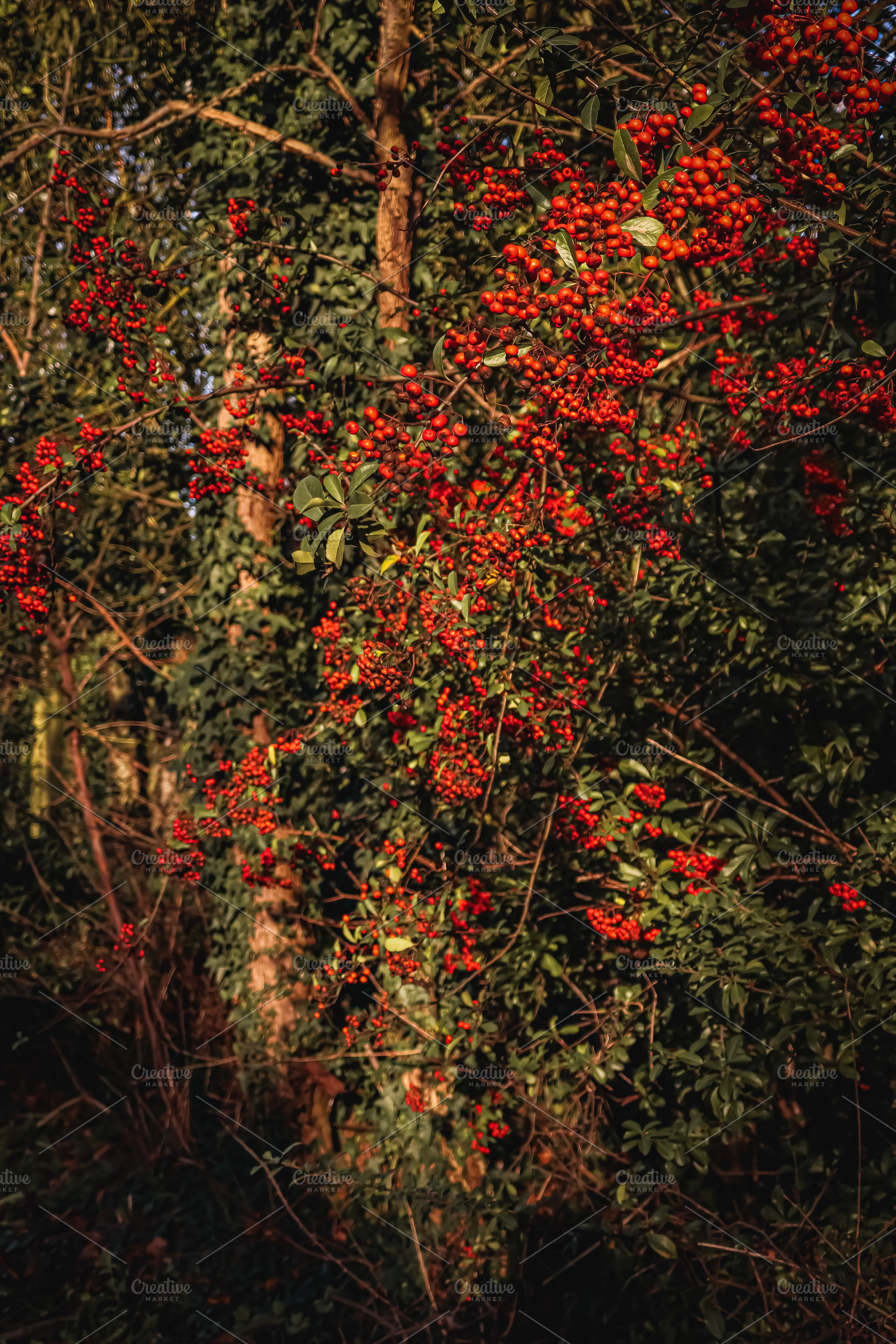Red firethorn berries densely growing on branches in a sunny autumn forest, pro, a Photo by Studio ANNA