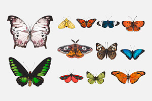 Butterfly Collection Illustration