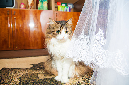 Wedding cat near beautiful bridesmaid dresses, a Person Photo by Artsaba Family