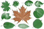 Leaf brush stamps Photoshop, a Brush Add-On by Chipshpow Graphics (Thumbnail 8 of 8)