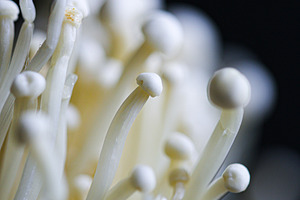 Enoki mushroom