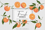 Fresh Oranges Clip art Set, a Graphic by SmallHouseBigPony (Thumbnail 5 of 9)