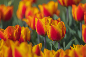 Bicolored red and yellow tulips in