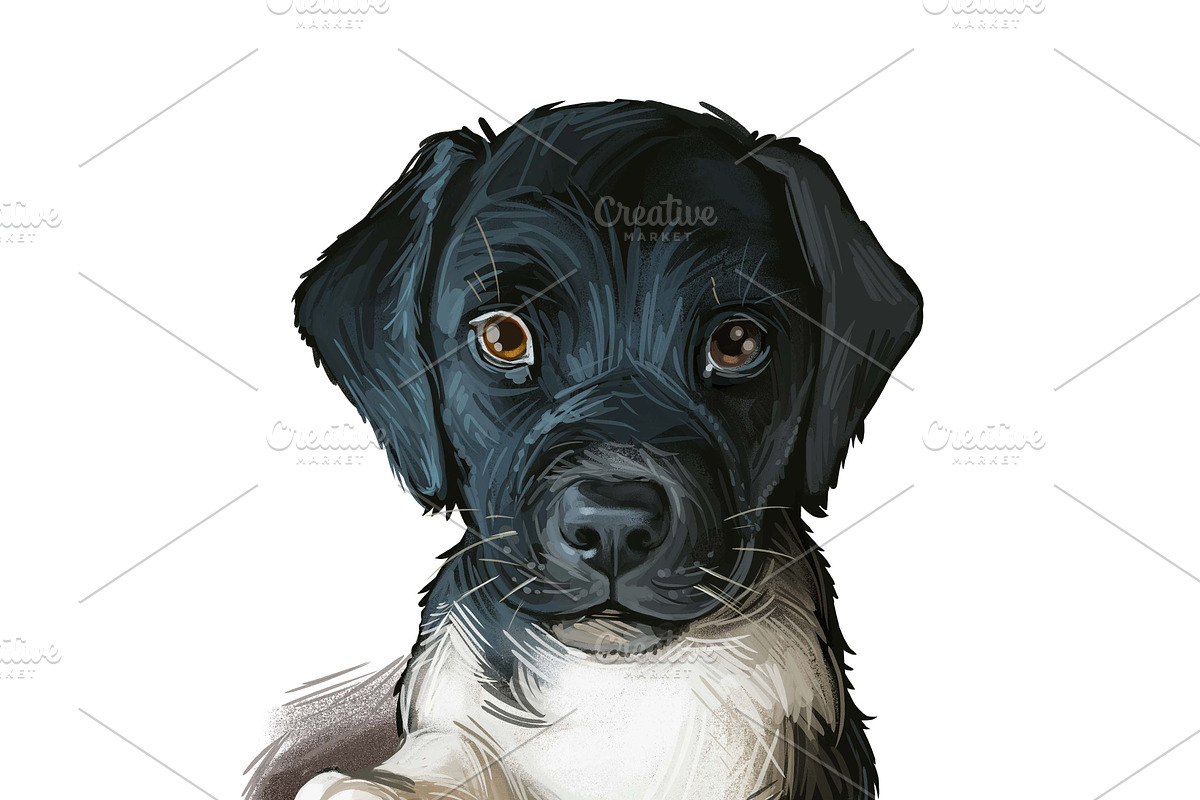 Dogs Cross Breeds 56 Animals Bundle, an Animal Illustration by Dneprstock (Photo 7 of 55)