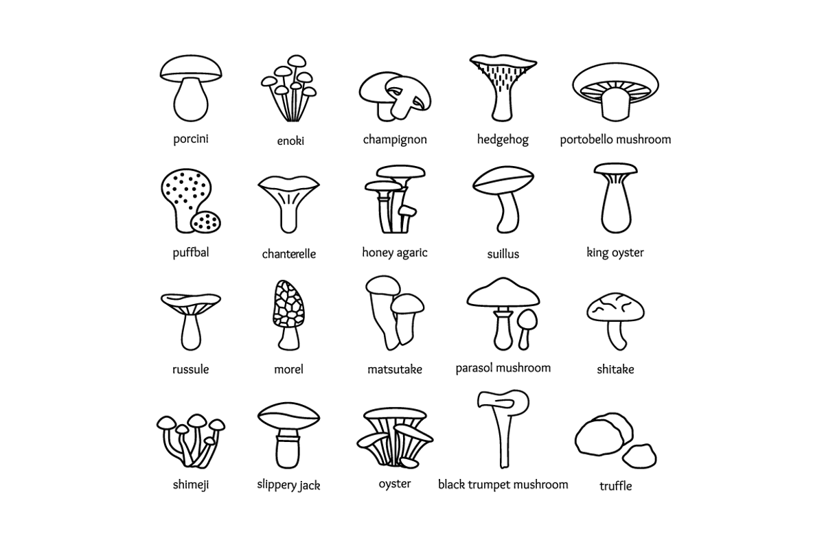 MUSHROOM - vector line icons, an Outline Icon by marusdesign (Photo 2 of 2)