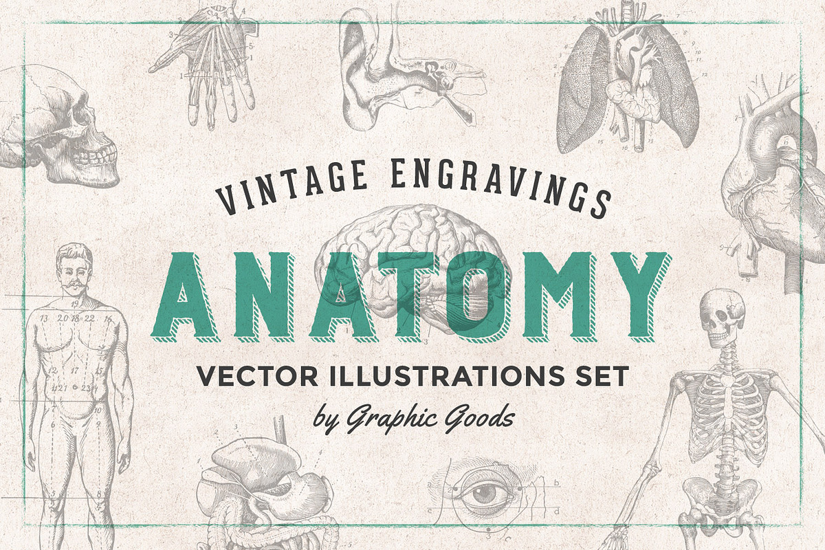 Anatomy Engravings Set, an Object Graphic by Graphic Goods (Photo 1 of 7)