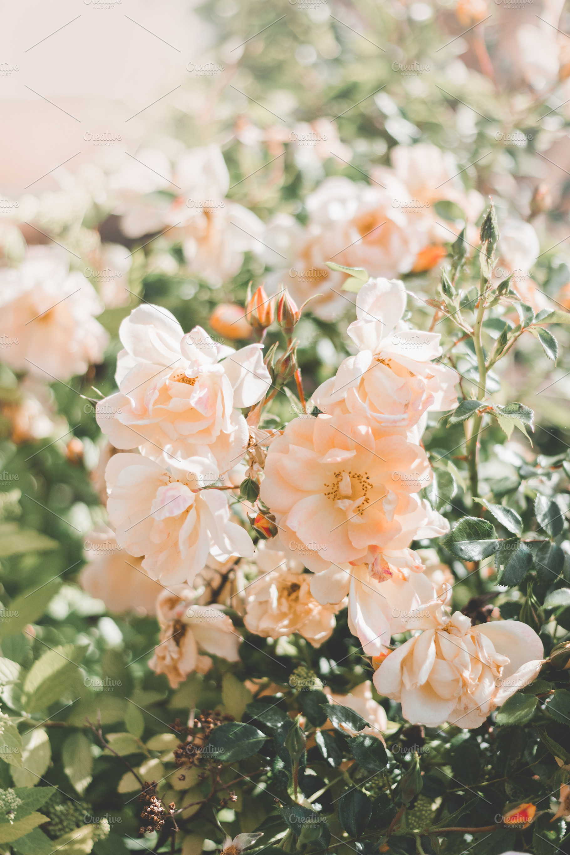 Pale Peach English Roses in Bloom, a Nature Photo by René Jordaan Photography