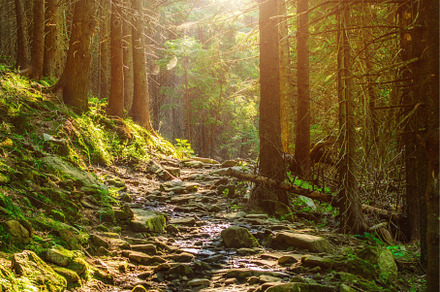 Summer moody forest, a Nature Photo by Nature and travel