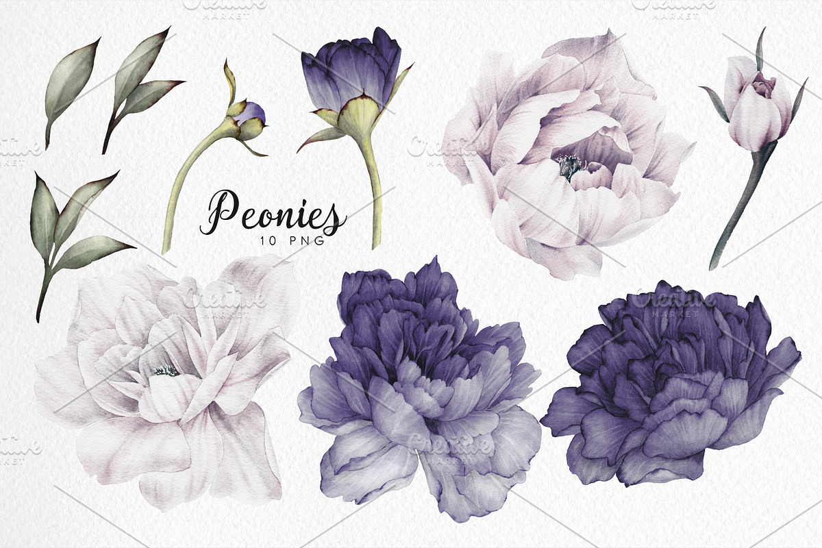 WATERCOLOR BUNDLE Peonies & Roses, an Illustration by ollalya (Photo 48 of 101)