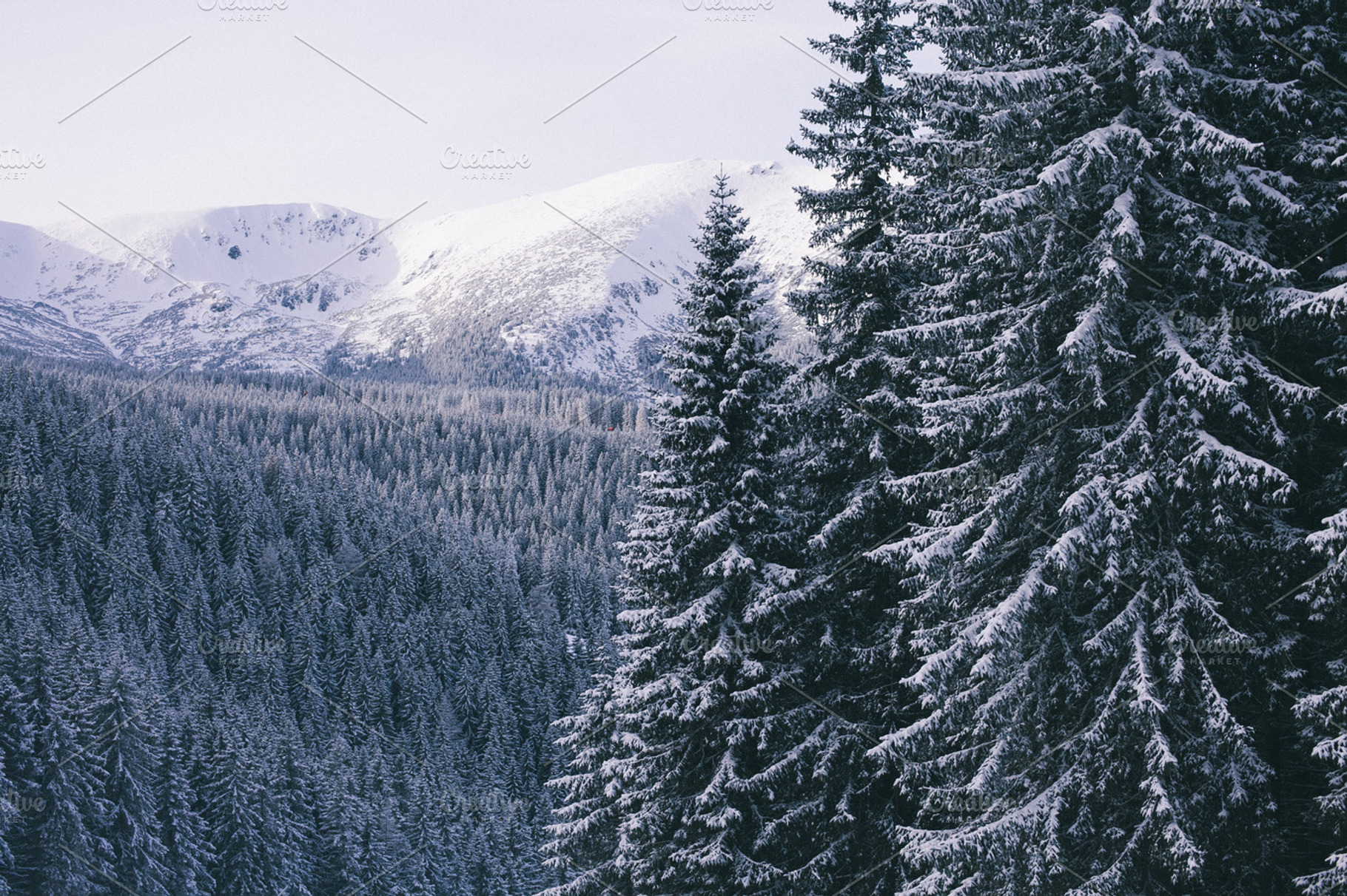 Some Trees