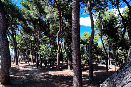 Serene forest landscape with tall trees under clear blue sky. Porto Sant'Elpidi, a Photo by AS photostudio