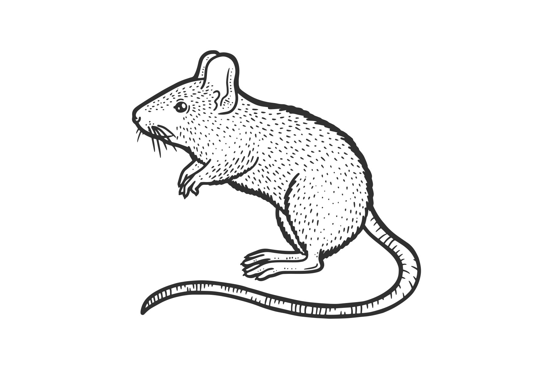 Striped field mouse sketch, an Animal Illustration by AlexArt