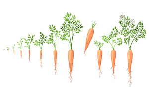 from seeds, sprout to mature taproot, a Food Illustration by the8monkey