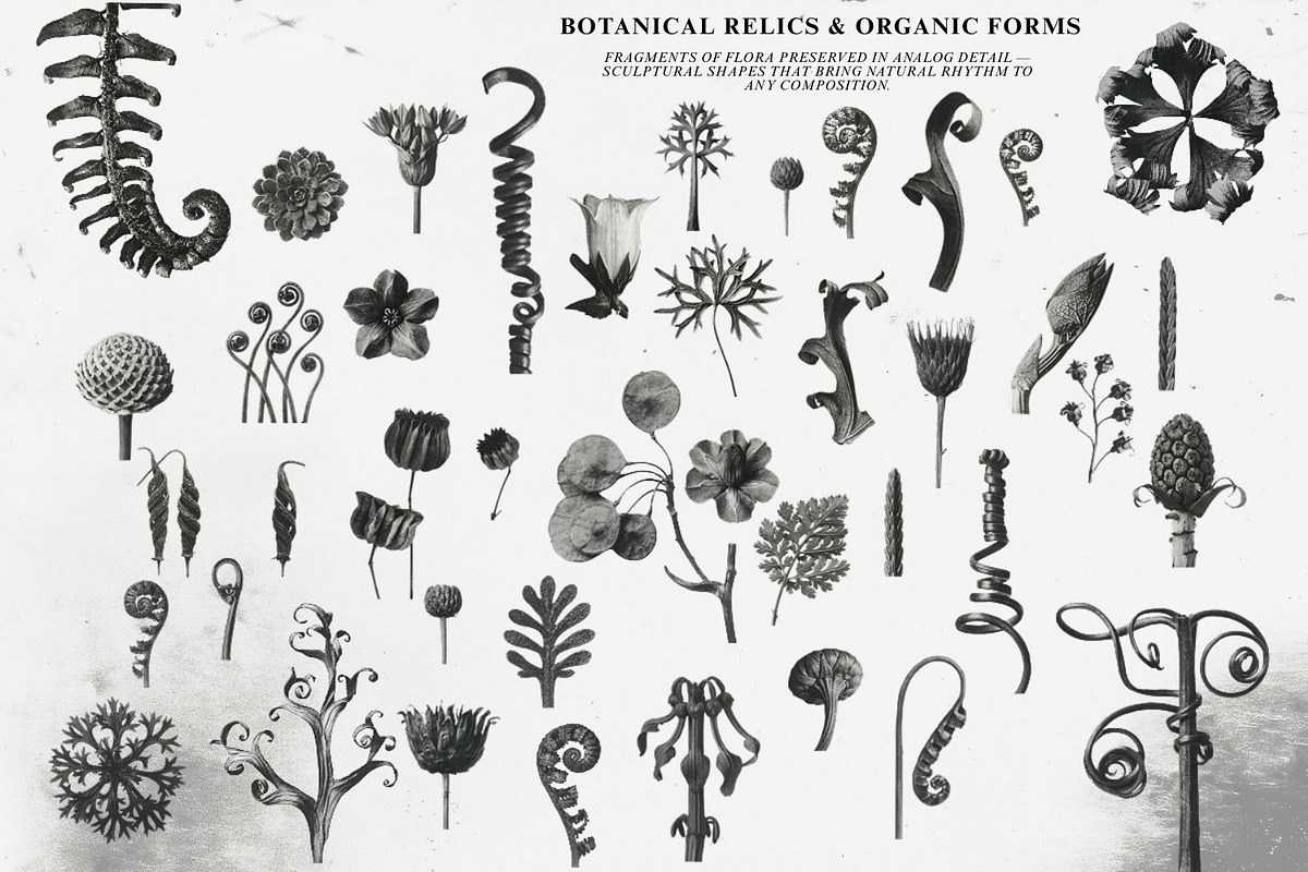 Mystic Botanical & Nature Relics, an Object Graphic by Natali Batu (Photo 7 of 12)
