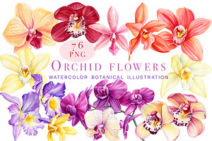 Orchid Flowers Watercolor