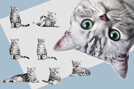 Cute cat poses collection isolated