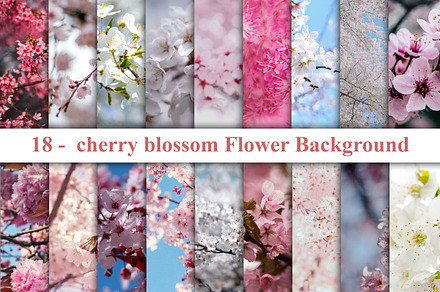 Cherry Blossom Flower, a Nature Photo by Digital Studio
