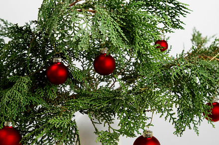 Thuja branches and hanging Christmas ornaments creating a festive display, a Photo by matucha