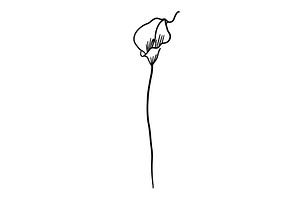 Flower one line monochrome. Calla, an Illustration by Nenahliadava Design