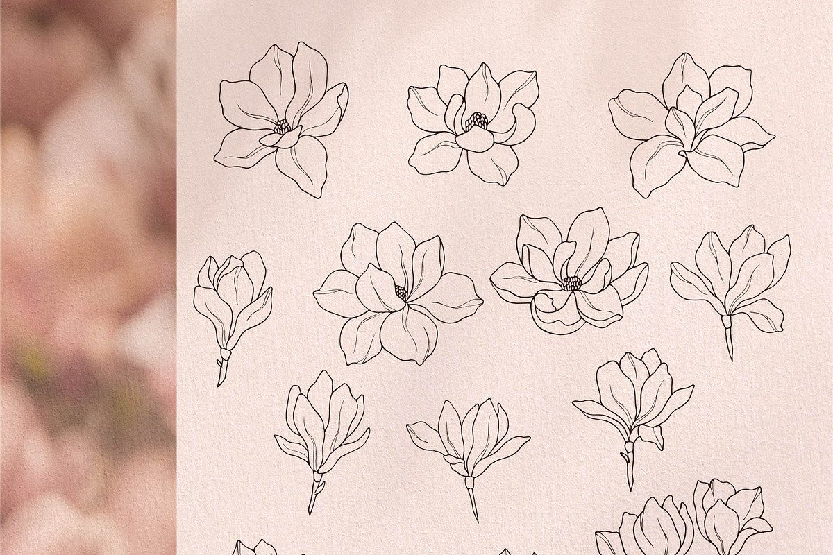 Hand drawn magnolia flowers set, an Object Illustration by RaDavCrafts (Photo 2 of 8)