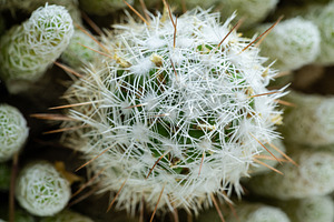 green cactus background, a Nature Photo by Alexander-Piragis