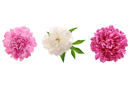 peony flower isolated on white, a Nature Photo by NataPhoto