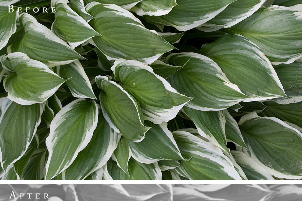 Blind Tilt Photoshop Action, an Action Add-On by The Roark Division (Photo 3 of 4)
