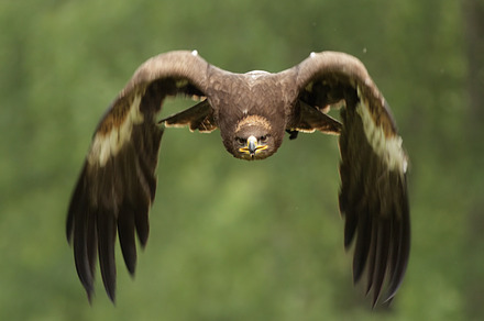 Golden Eagle Aquila Chrysaetos Containing Golden Eagle Eagle And Bird Of preview 6
