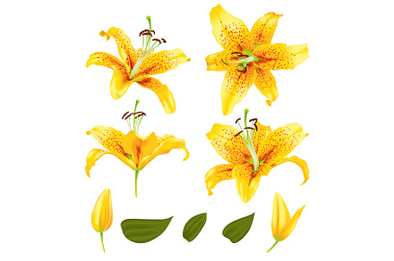 vector realistic lily flower blossom set