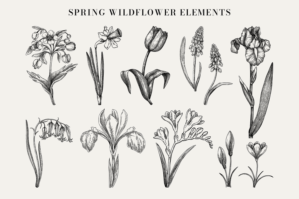 Spring Wildflower Vintage Vector Set, a Seasonal Illustration by Yevheniia (Photo 3 of 9)