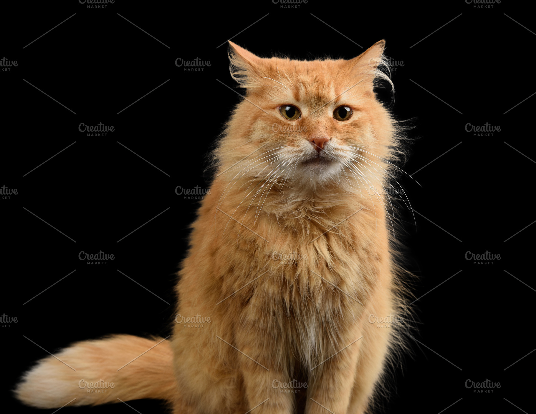An adult red fluffy cat sits on a black background and looks for, an Animal Photo by ndanko