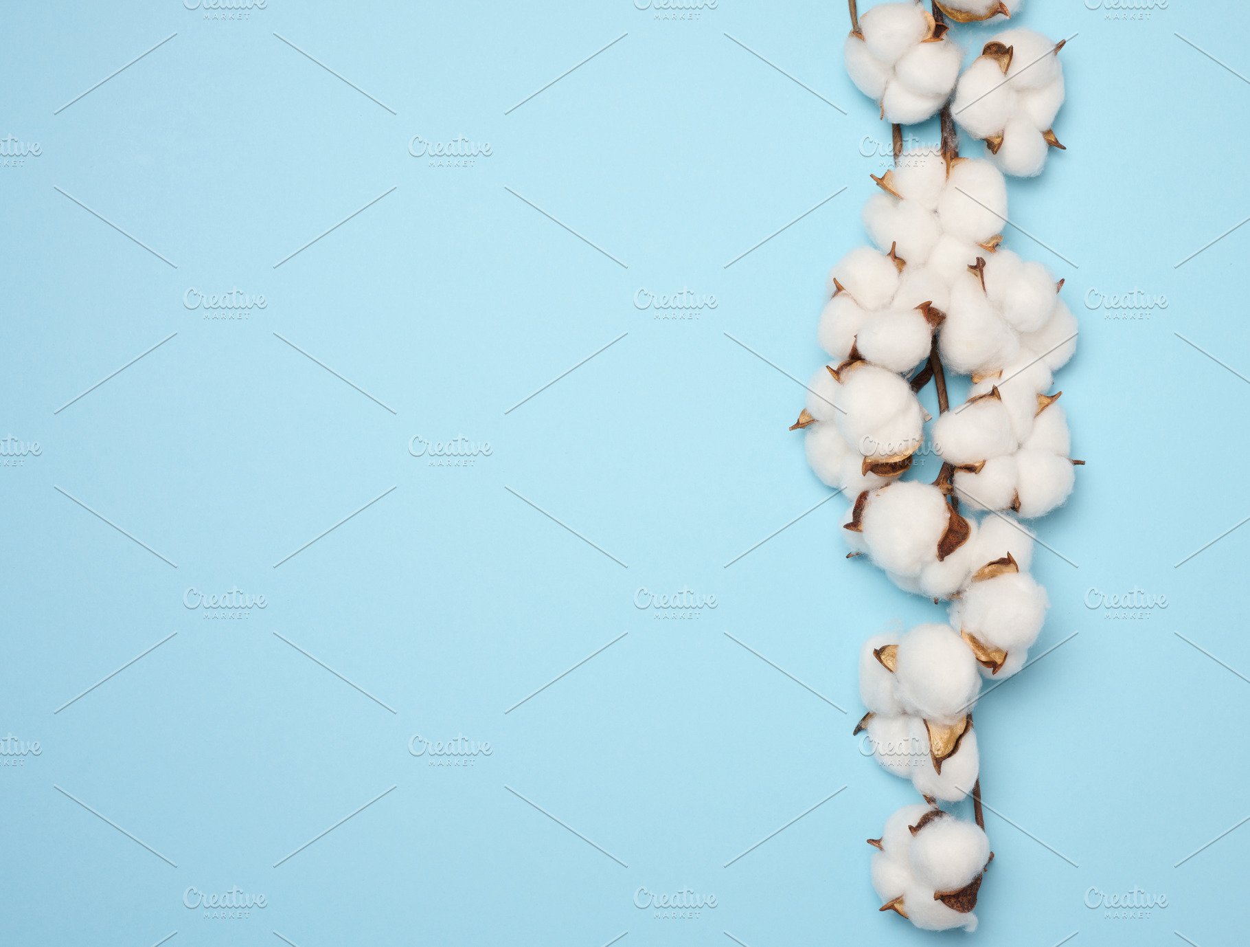 Cotton flower on a blue paper background, overhead. Minimalism f, a Nature Photo by ndanko