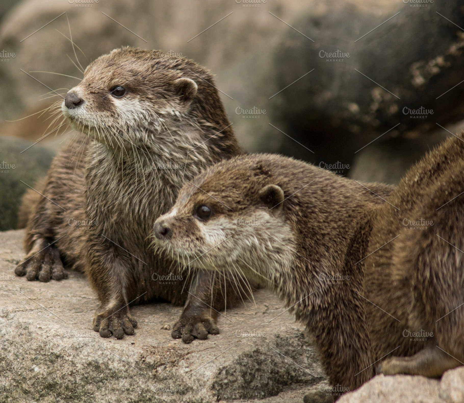 Otter Family, an Animal Photo by Photo shack