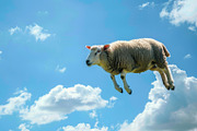 116 Flying animals, an Animal Photo by Handmadefont (Thumbnail 107 of 119)
