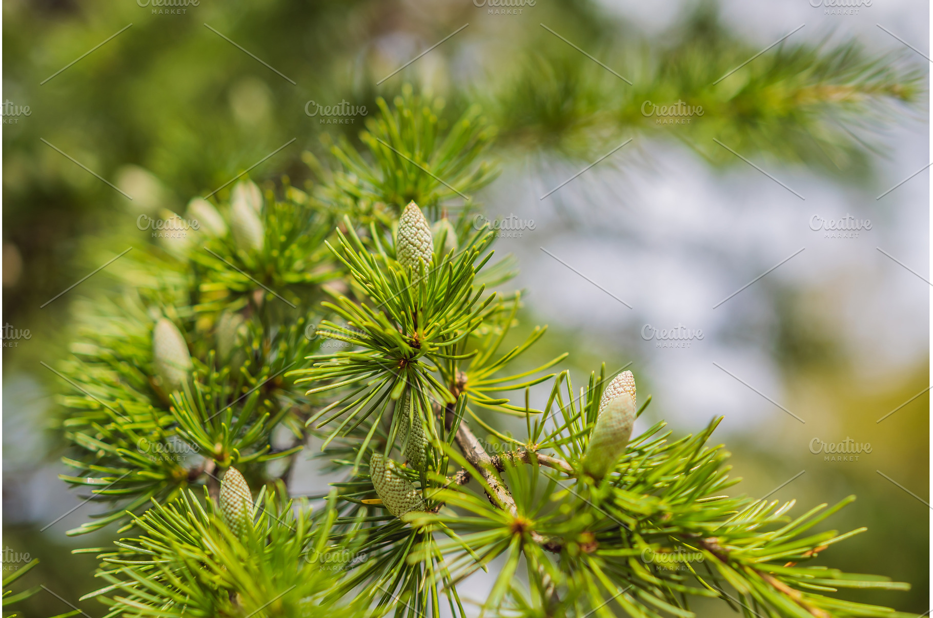 Close-up beautiful yellowish green, a Nature Photo by Elizaveta Galitskaya