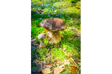 chanterelle mushrooms on wooden, a Food & Drink Photo by Neirfy