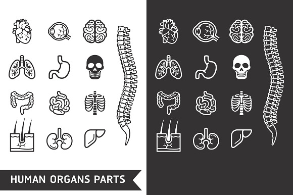 Human Internal Organs Detailed Icons