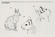 Sketches of the Mara animal in PNG, an Animal Illustration by LOKSKIH (Thumbnail 3 of 6)