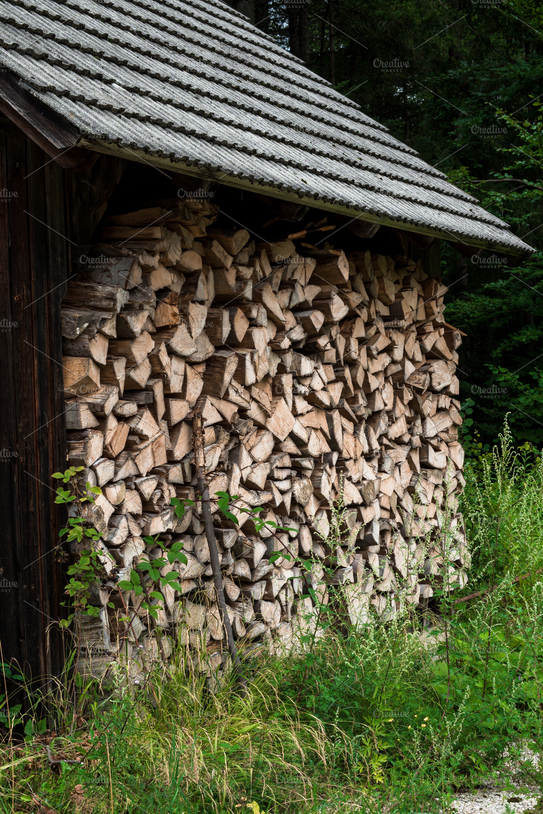 texture. pine trees in the forest.firewood, a Nature Photo by My world is my eyes