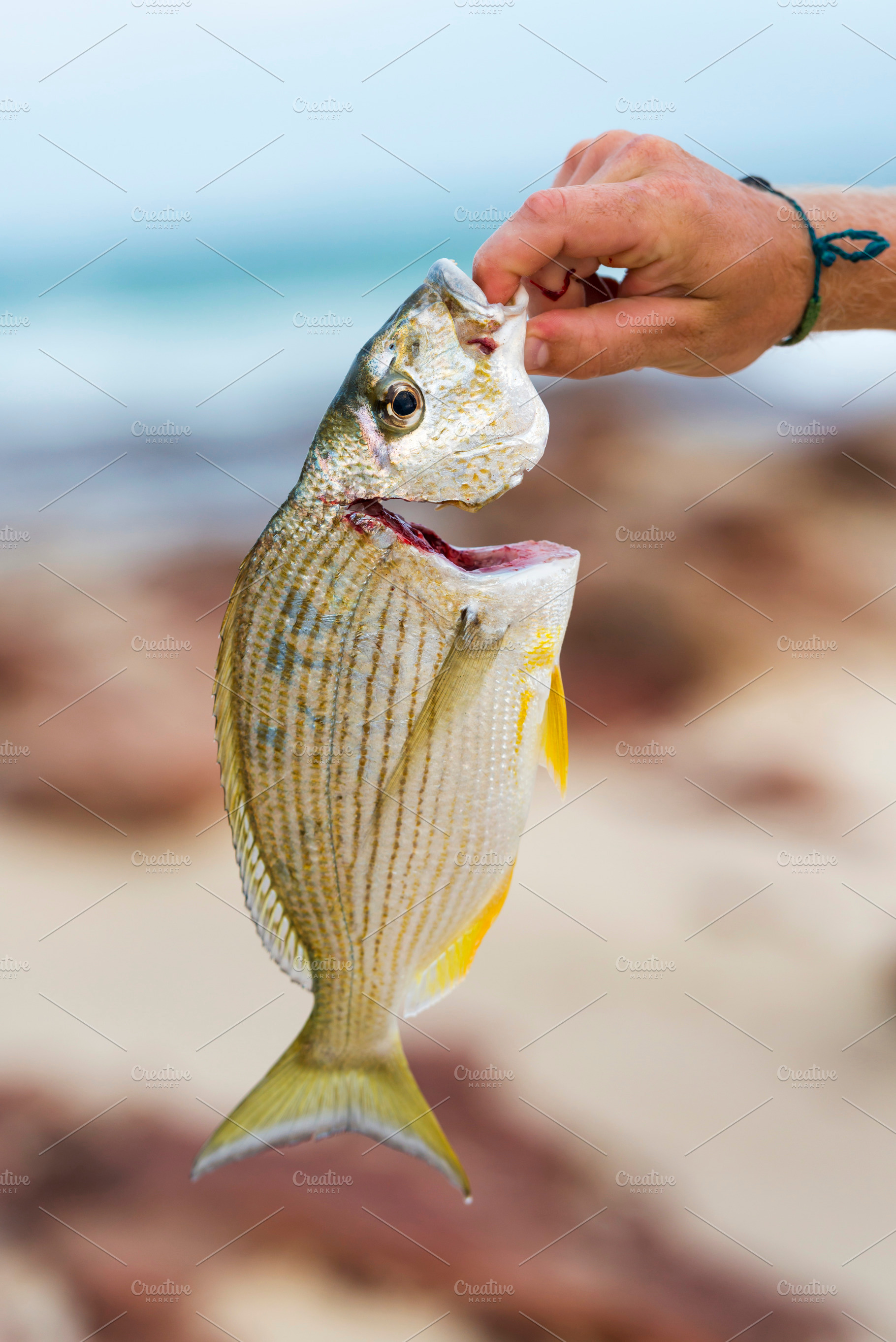 Fishing Catch, a Sports & Recreation Photo by THP Creative