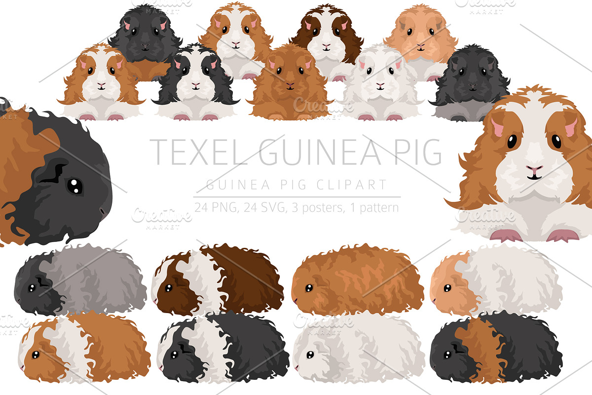 Texel Guinea Pig set, an Animal Illustration by pet design shop (Photo 1 of 5)