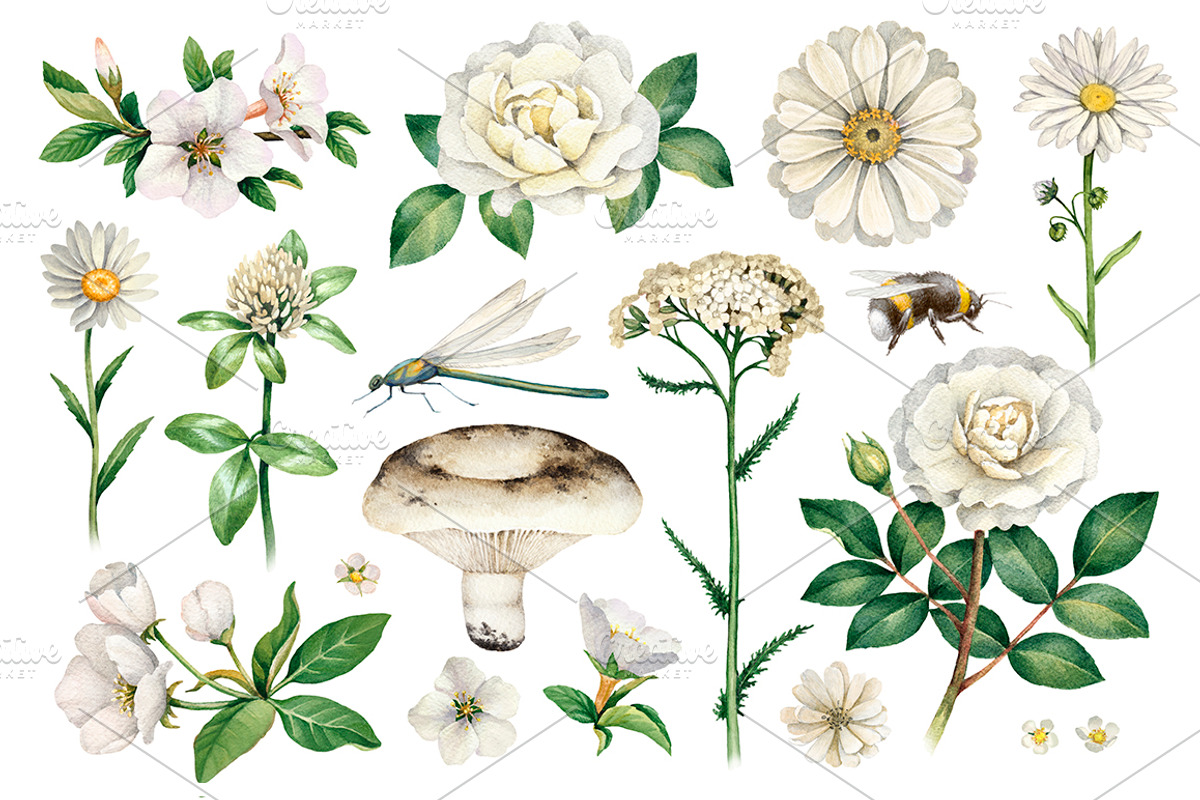 White summer nature illustrations, an Illustration by Sundra (Photo 1 of 5)
