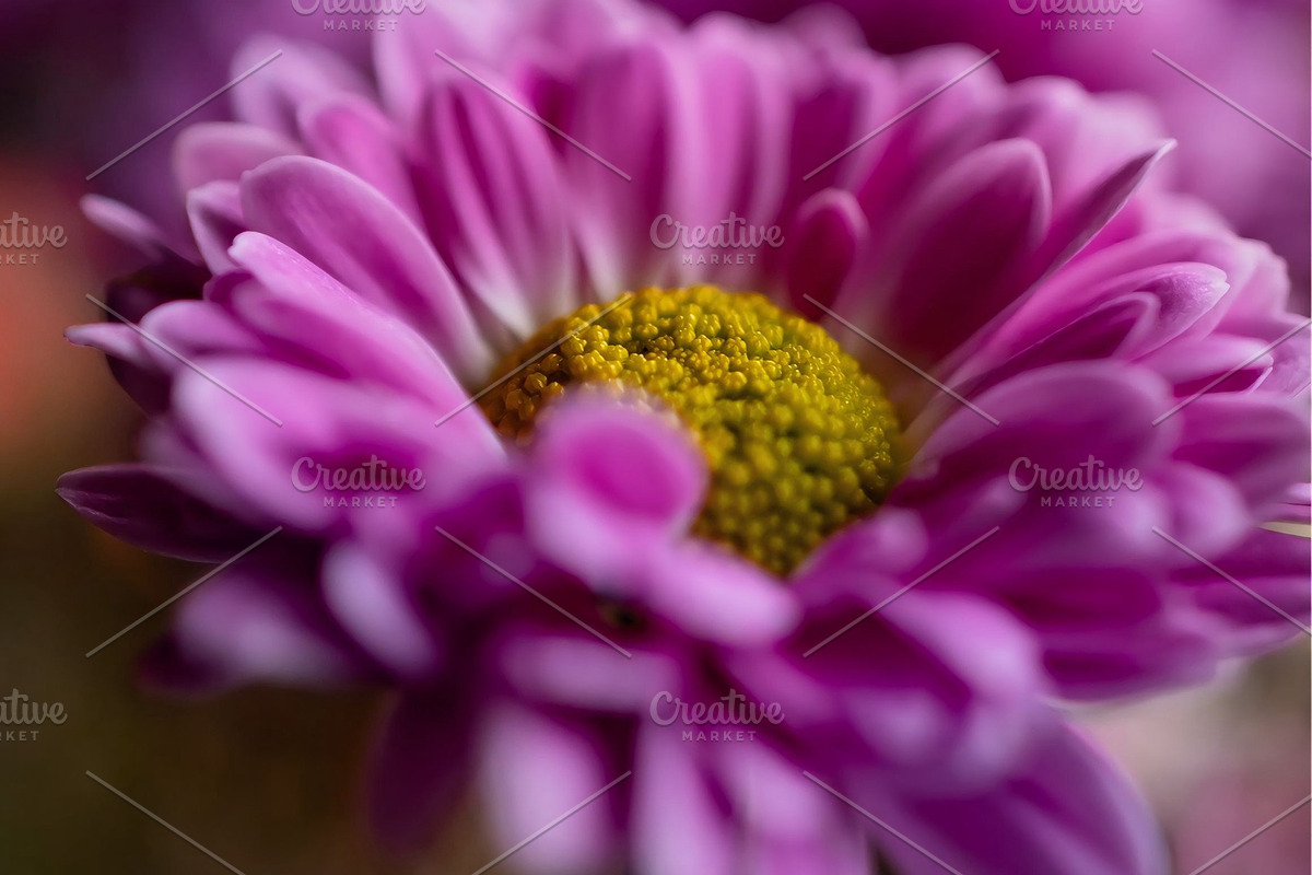Pink chrysanthemum flower, a Nature Photo by Ana Dee Photography (Photo 2 of 2)