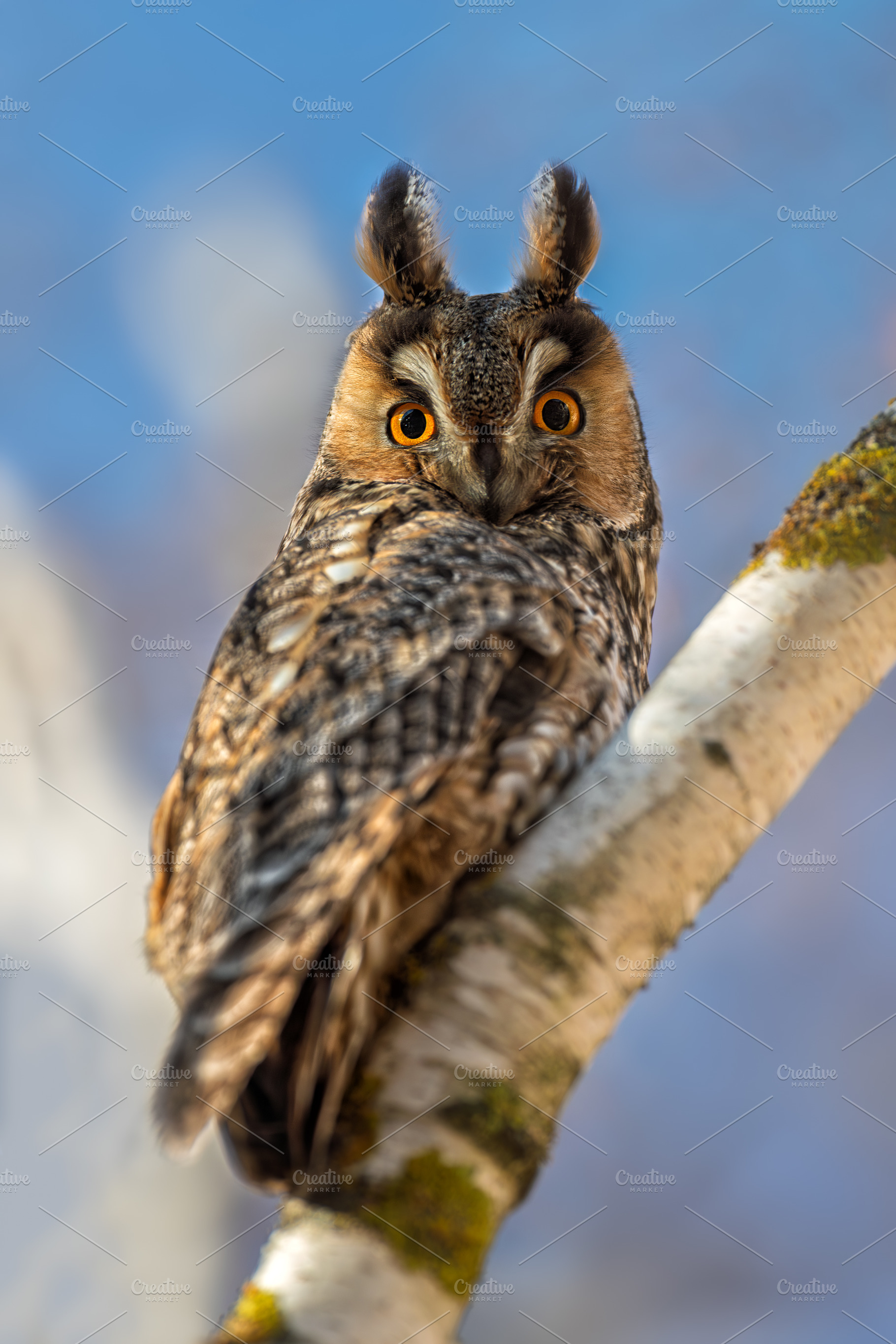 Close owl sit in a tree and looking on the the camera. Wildlife, an Animal Photo by Byrdyak