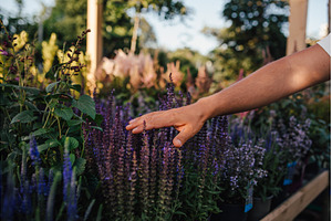 Hand touching lavender flowers in, a Nature Photo by HalfPoint