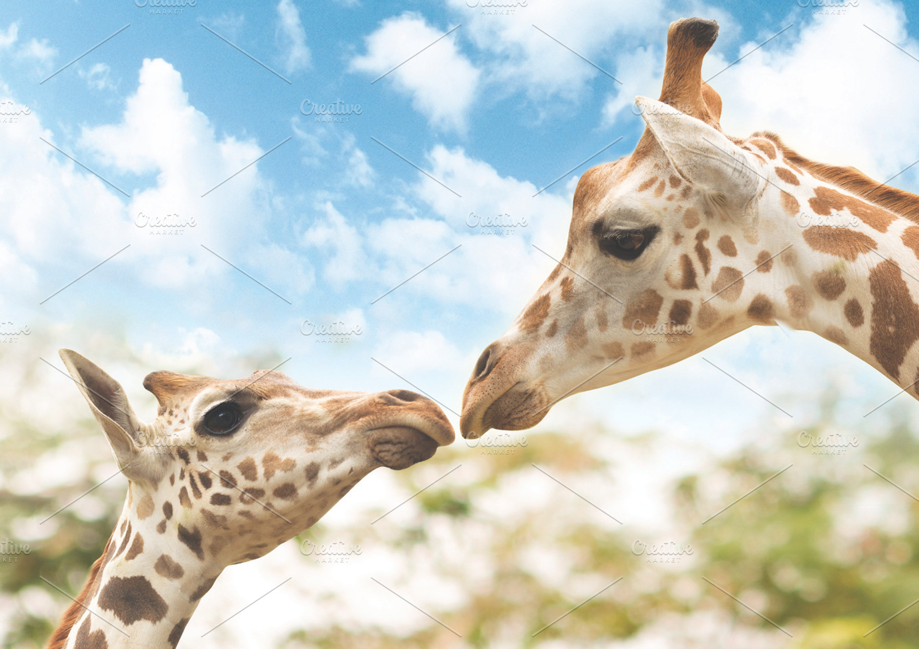 Landscape mother and baby giraffe, an Animal Photo by D&K Project