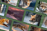 90 Cinematic Fox Stock Photos, an Animal Photo by Incomelion (Thumbnail 8 of 15)